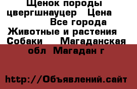 Щенок породы  цвергшнауцер › Цена ­ 30 000 - Все города Животные и растения » Собаки   . Магаданская обл.,Магадан г.